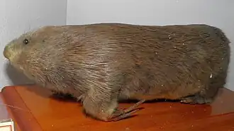 Чучело маньчжурского цокора (Myospalax psilurus)