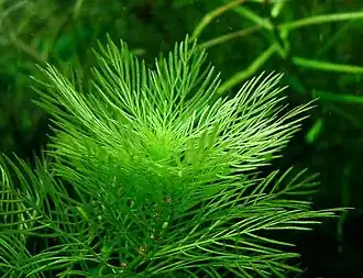 Myriophyllum mattogrossensis