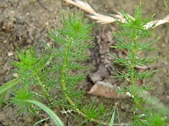 Уруть уссурийская (Myriophyllum ussuriense)