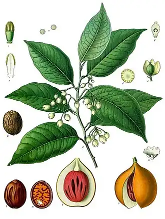 Мускатный орех (Myristica fragrans)