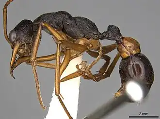 Myrmecia esuriens