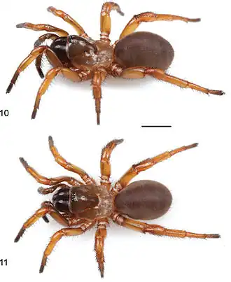 Myrmekiaphila tigris, самка