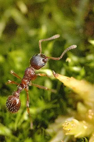Рабочий Myrmica ruginodis