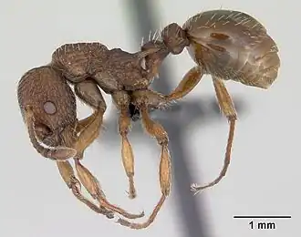 Рабочий Myrmica sabuleti
