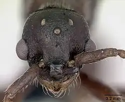 Голова самца