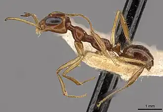 Myrmoteras binghamii