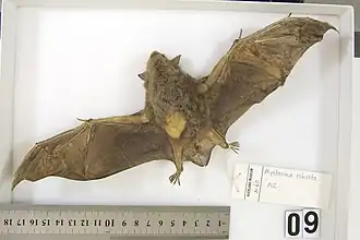 Большой футлярокрыл