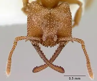 Муравей Mystrium camillae