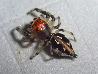 Hypaeus benignus (самка)