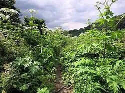 Заросли борщевика Мантегацци.