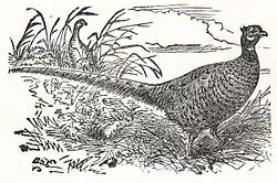 Изображение (недоступная ссылка) обыкновенного фазана зеравшанского