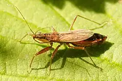 Nabis rugosus