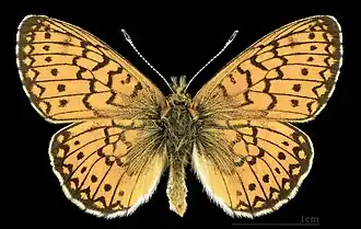 Перламутровка болотная