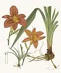 В апикальной части корня лилейника (Hemerocallis fulva)