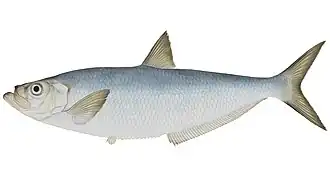 Восточная илиша