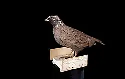 Гималайская куропатка