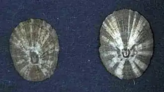 Раковины Patelloida heroldi