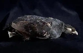 Чёрная куропатка