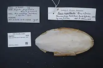 Кость Spathidosepion papillatum