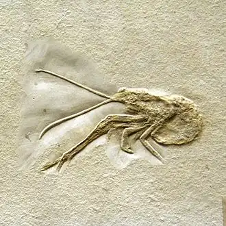 Окаменелость Mecochirus longimanatus
