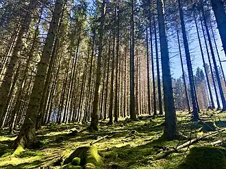 Рядом с вершиной Цвиштберг