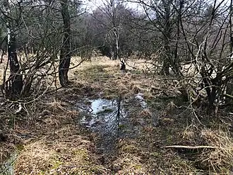 Родниковое склоновое болото-пустошь, апрель 2023