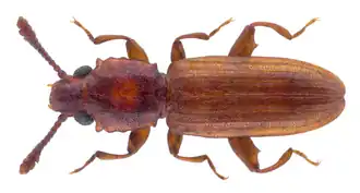 Nausibius clavicornis