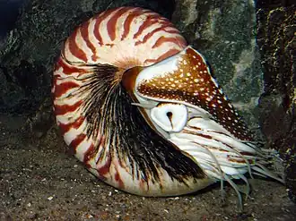 Живой Nautilus pompilius