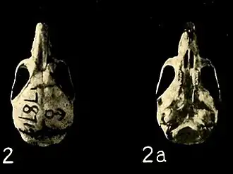 Череп Neacomys pictus
