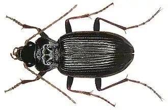 Nebria brevicollis