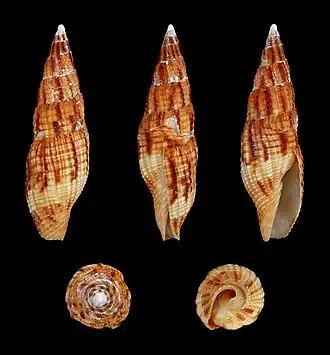 Раковина моллюска