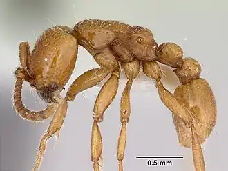 Neivamyrmex kiowapache