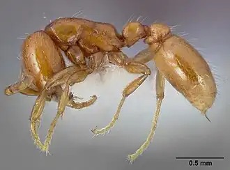 Neivamyrmex leonardi