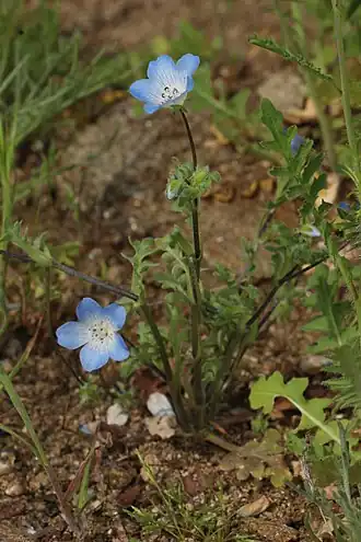 Nemophila menziesii