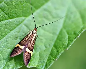 Adelidae: Nemophora degeerella