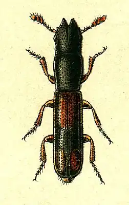 Nemosoma elongatum