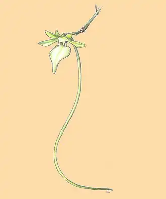 Neobathiea grandidierana