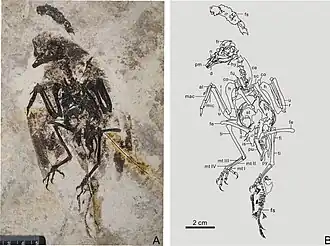 Фотография и интерпретирующий рисунок голотипа