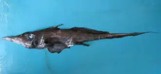 Neoharriotta pinnata