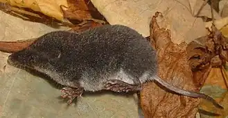 Малая кутора (Neomys anomalus)