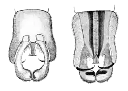 Задняя часть брюшка самца