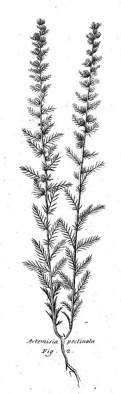 Neopallasia pectinata, цельное растениеиллюстрация Палласа, 1776 год