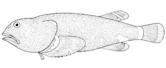 Neophrynichthys latus