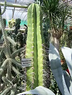 Neoraimondia herzogiana