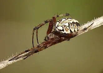 Самка Neoscona adianta