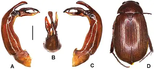 Neoserica radhanagariensis