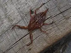 Нимфа Nepa cinerea