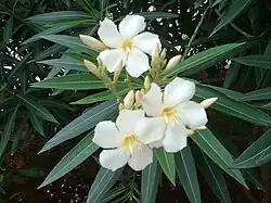 Цветки олеандра (Nerium oleander) с коронами