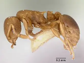 Nesomyrmex cataulacoides
