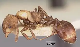 Nesomyrmex retusispinosus